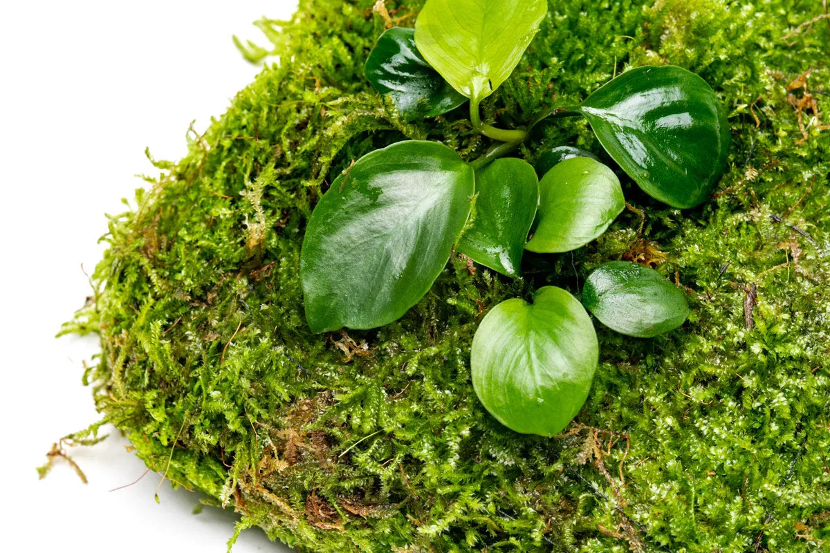 Foresta Mat - Anubias Nana & Christmas Moss