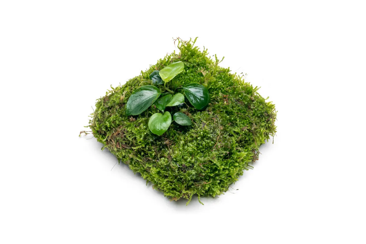 Foresta Mat - Anubias Nana & Christmas Moss