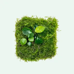 Foresta Mat - Anubias Nana & Christmas Moss