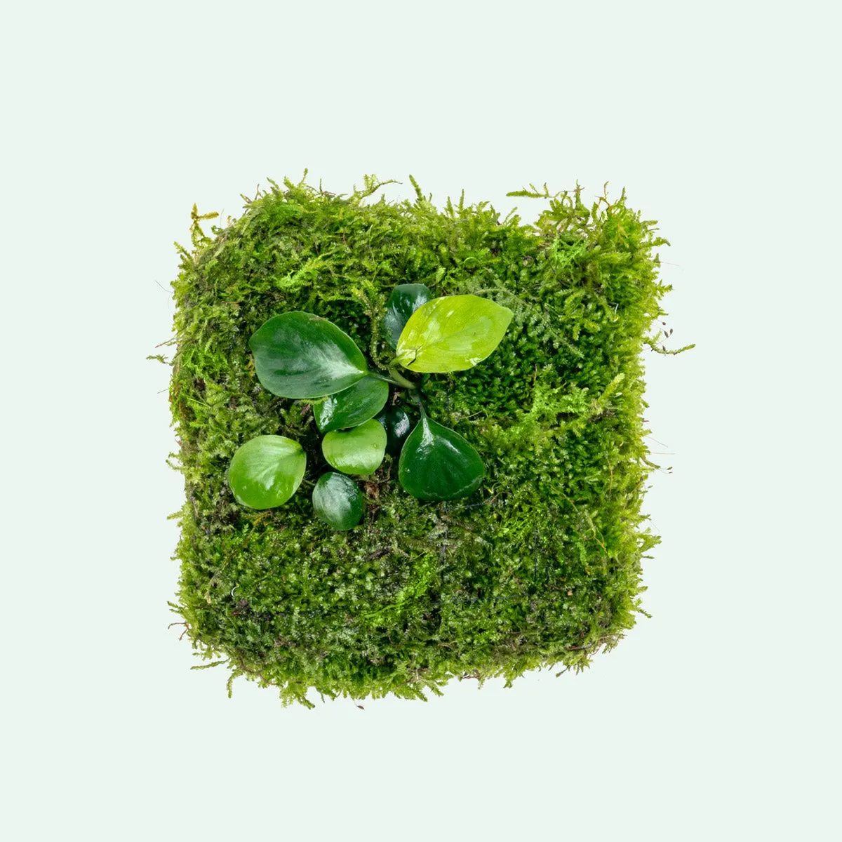 Foresta Mat - Anubias Nana & Christmas Moss