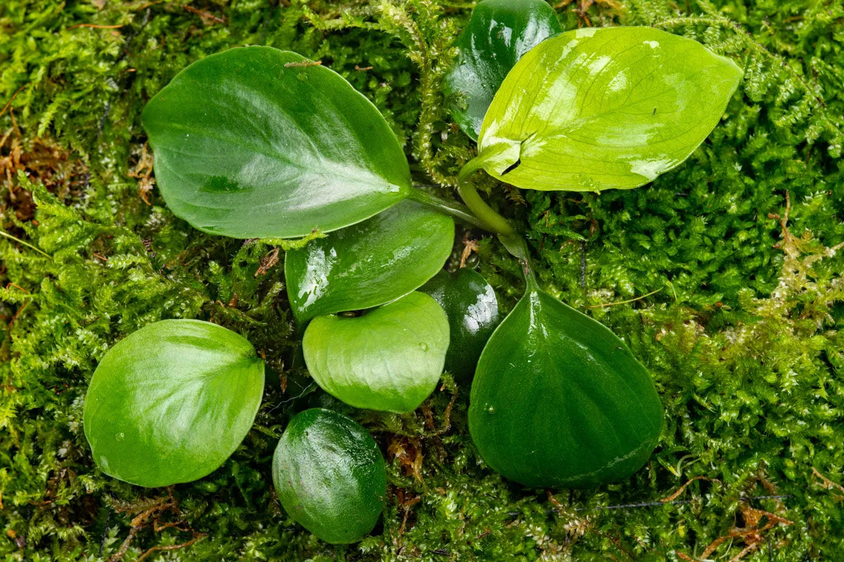 Foresta Mat - Anubias Nana & Christmas Moss