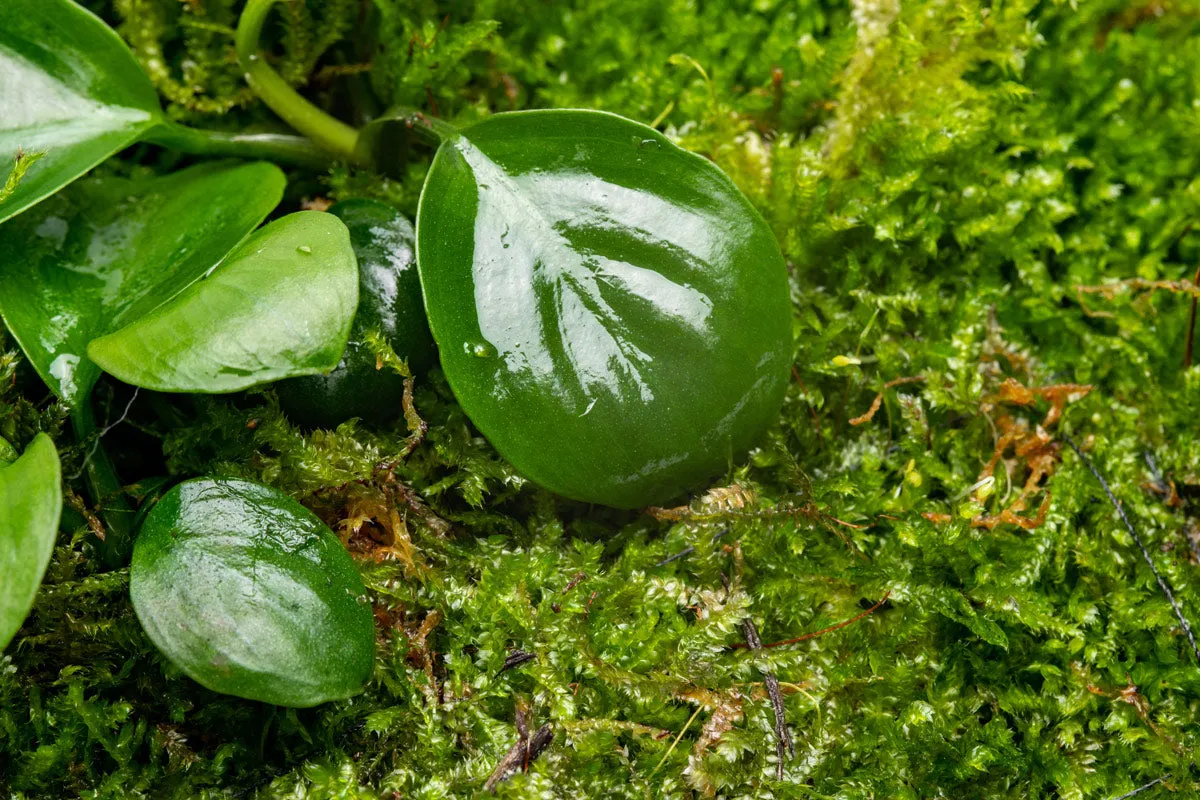 Foresta Mat - Anubias Nana & Christmas Moss