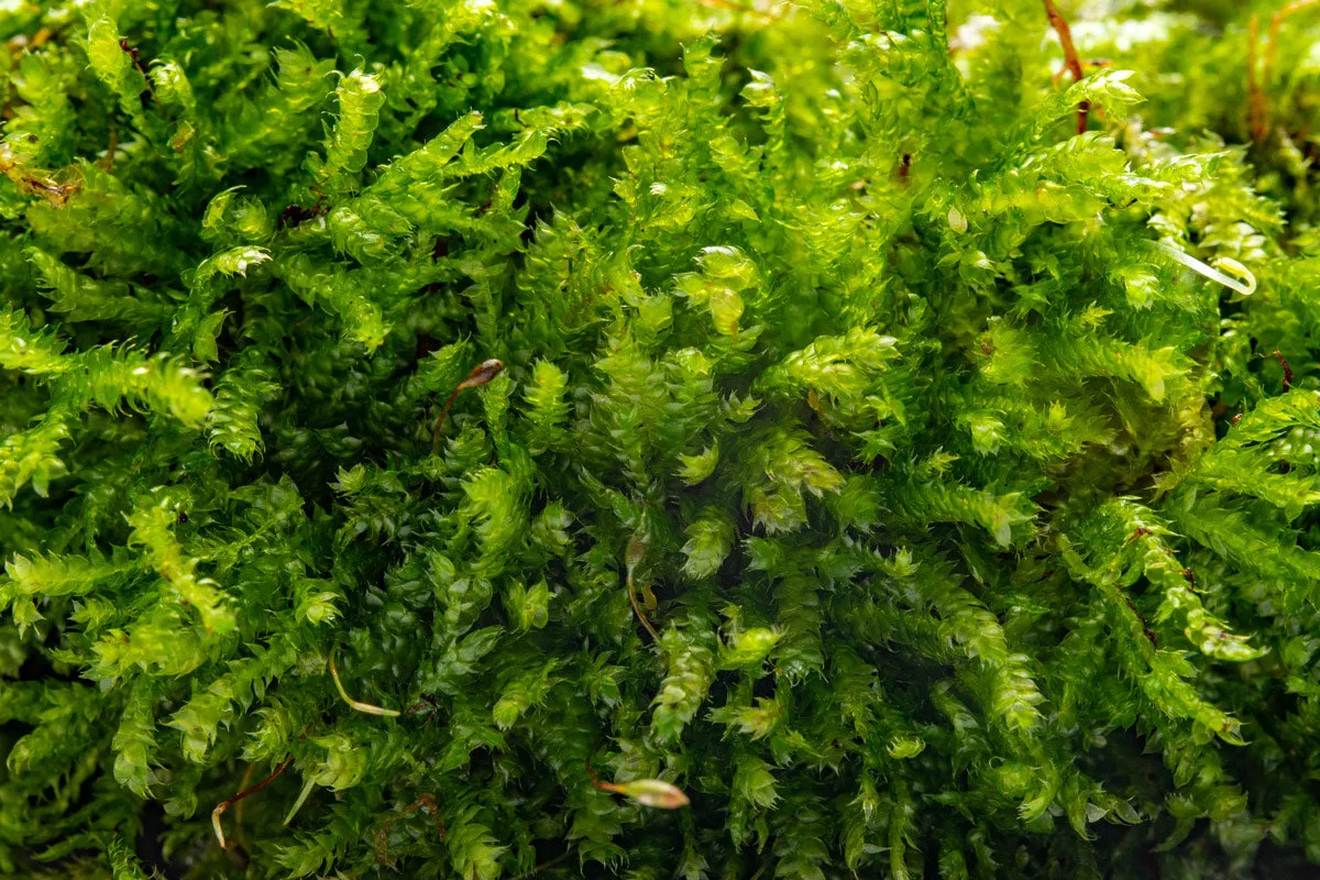 Foresta Mat - Anubias Nana & Christmas Moss