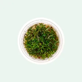 Ludwigia Crystal Tissue Culture