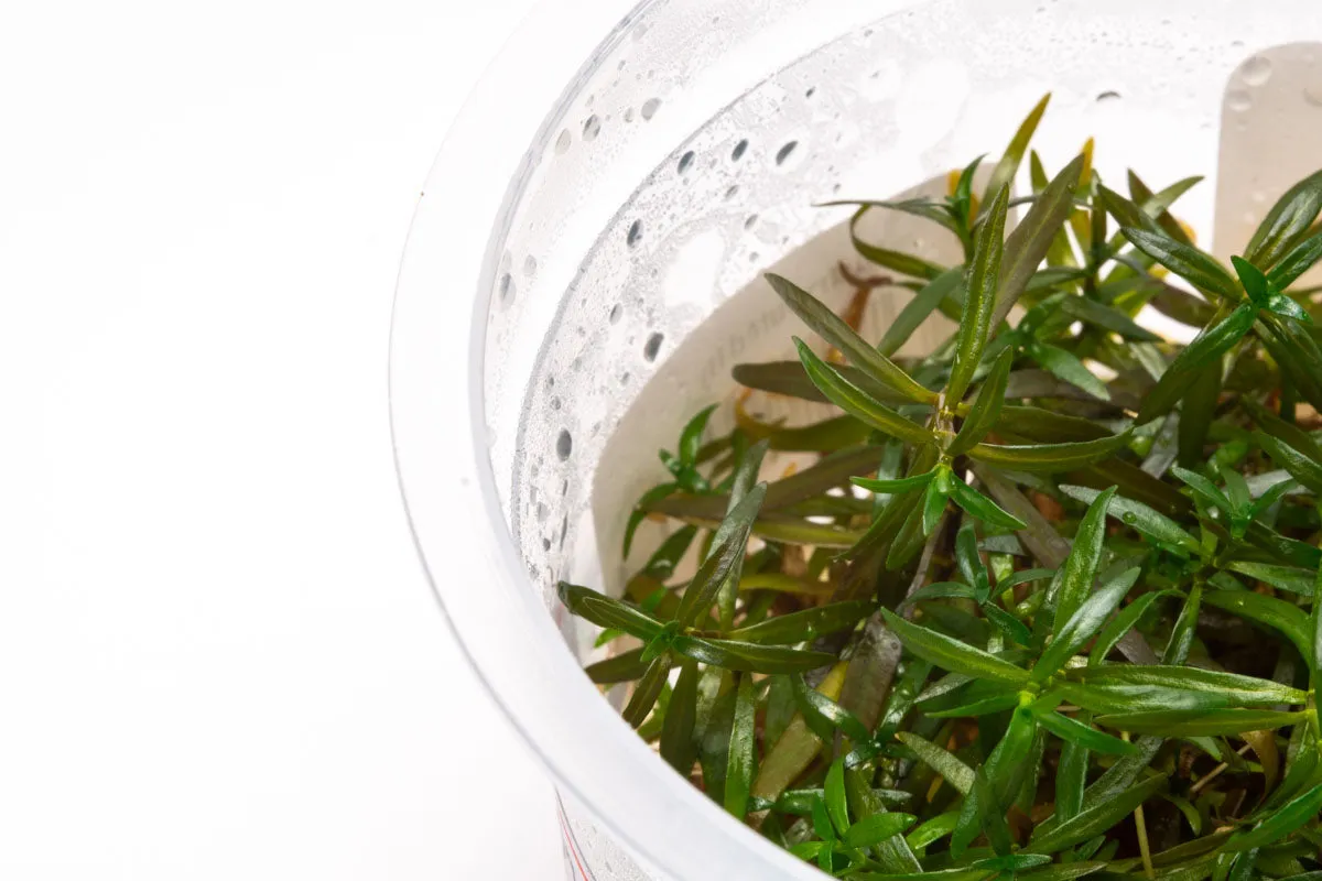 Ludwigia Crystal Tissue Culture