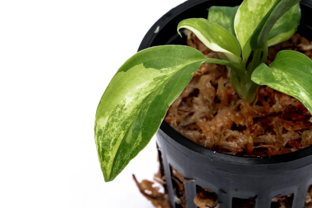 Philodendron Burle Marx Variegated - Bare Root