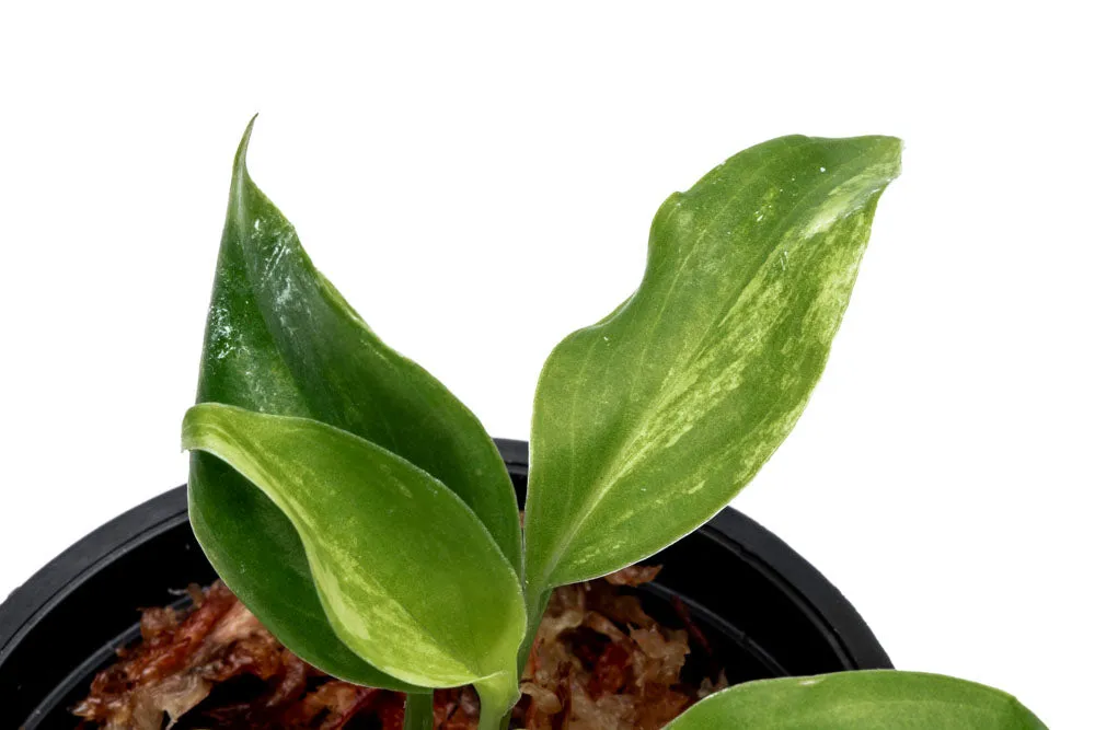 Philodendron Burle Marx Variegated - Bare Root